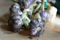 Aglio