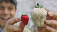 Fragola rossa e fragola bianca
