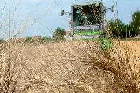 Grano duro