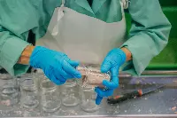 Lavorazione in una industria di tonno in scatola