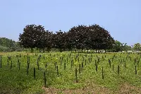 Alberi Mellin