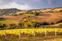Vigneti a Monteciccardo (Marche)
