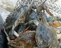 Granchio blu pescato nel ferrarese