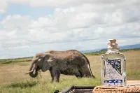 Elephant Gin