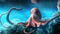 Un polpo in mare