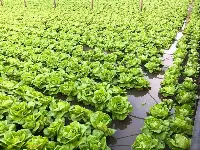 Ismea, coltivazioni biologiche in Italia
