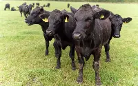 Aberdeen Angus beef dei supermercati inglesi Sainsbury
