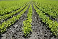 agricoltura biologica