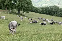 Bovini razza podolica
