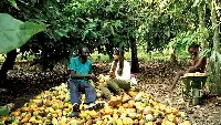 cacao ghana