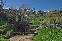 olivi nella campagna senese