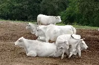 Mucche di razza chianina fattoria Le Querce di Borgo San Lorenzo (Firenze)