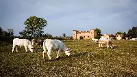 Impresa agricola