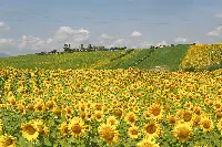 Agricoltura italiana: campo di girasoli