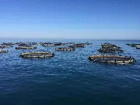 Acquacoltura nelle acque del Mar Nero