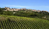 Montalcino_vigneti_