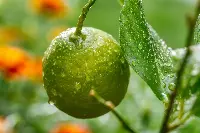 Un limone simbolo di sostenibilità alimentare