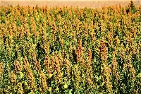 Campo di Quipu, quinoa nostrana realizzata e depositata dall'Università di Firenze