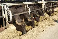 Allevamenti bufali in Campania