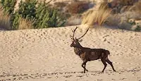 Esemplare di cervo in Sardegna