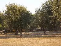 olivi