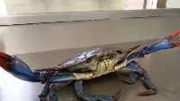 Granchio blu