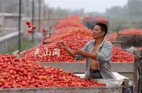 pomodoro mutti cina