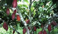 Cacao