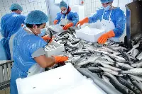 Progetto EcoeFISHent