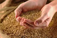 Grano antico