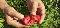 pomodoro San Marzano