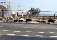 Cinghiali sul lungomare di Genova