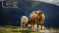 Vitello