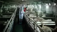 Peste suina africana, efsa