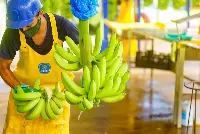 Chiquita - worker cluster