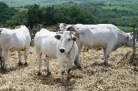 vitellone bianco, AgriUmbria 2021