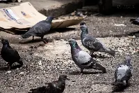 Piccioni