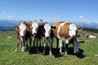 Allevamento bovini