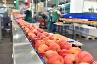 Catena di confezionamento mele all'interno di un'industria agroalimentare