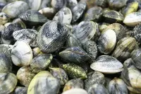 vongole