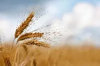 Spighe di grano