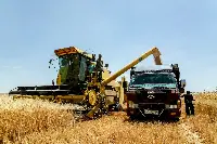 Raccolta cerealicola in Siria
