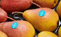 Pere Fred