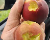 Pesche danneggiate dal maltempo nel ferrarese