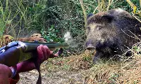 Caccia al cinghiale