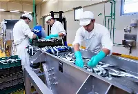 Industria per la trasformazione del pesce