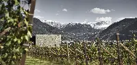 Cantina Bolzano, il vino che nasce ai piedi dei pendii innevati