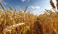 Grano duro italiano
