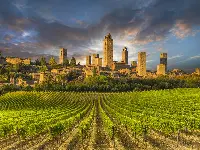 Vigneti toscani San Gimignano (Firenze)