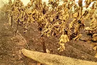 Vigne riarse o bruciate dopo la black summer in Australia